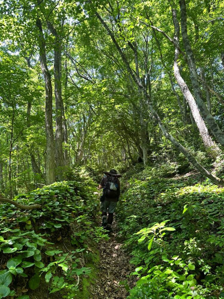 かつての鯖街道を通る歴史ある山道 『八ヶ峰』