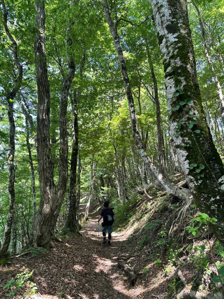 かつての鯖街道を通る歴史ある山道 『八ヶ峰』