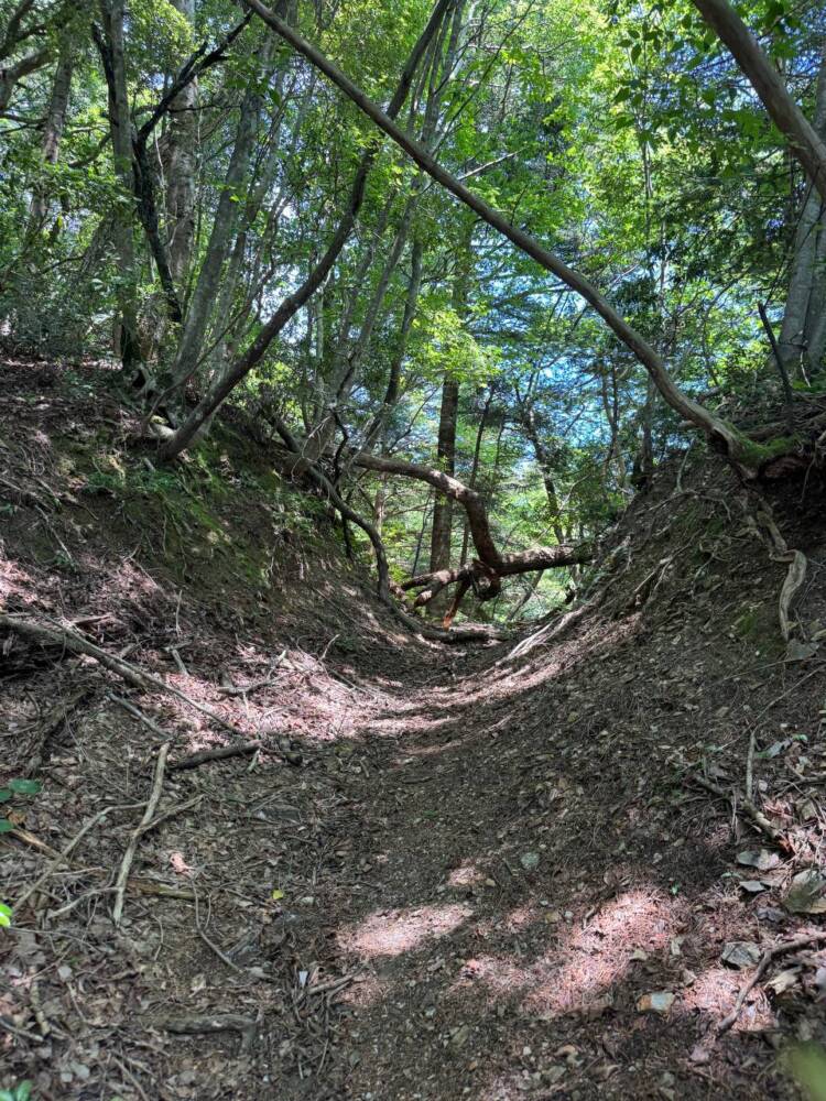 かつての鯖街道を通る歴史ある山道 『八ヶ峰』