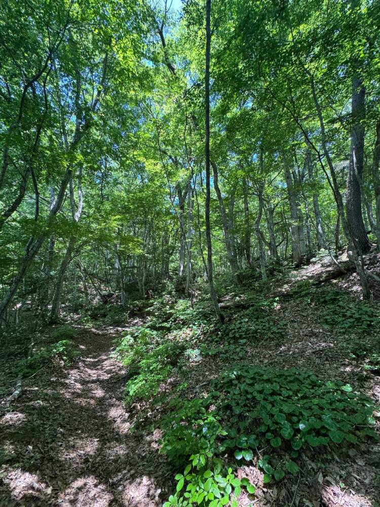 かつての鯖街道を通る歴史ある山道 『八ヶ峰』