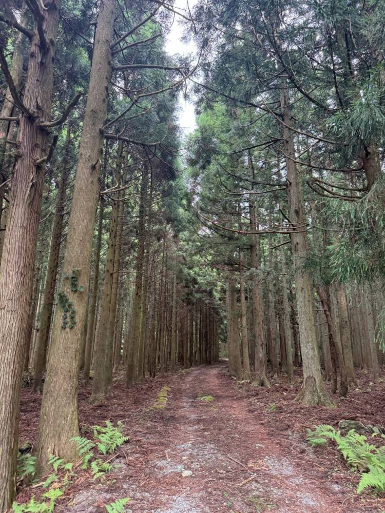 登りやすく地元に愛された今でも自然が残る山 『三十三間山』