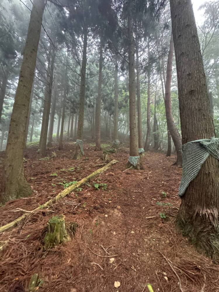 登りやすく地元に愛された今でも自然が残る山 『三十三間山』