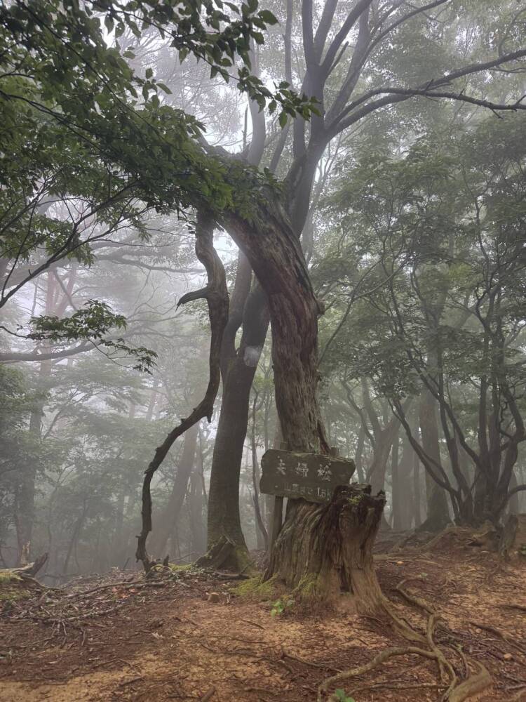 登りやすく地元に愛された今でも自然が残る山 『三十三間山』
