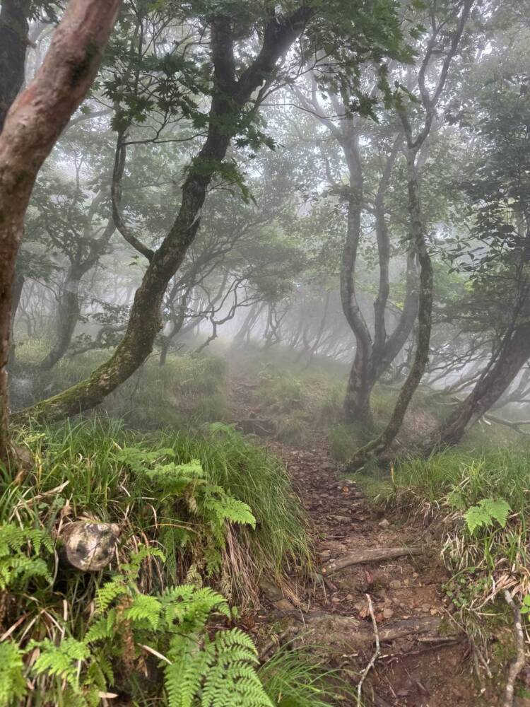 登りやすく地元に愛された今でも自然が残る山 『三十三間山』