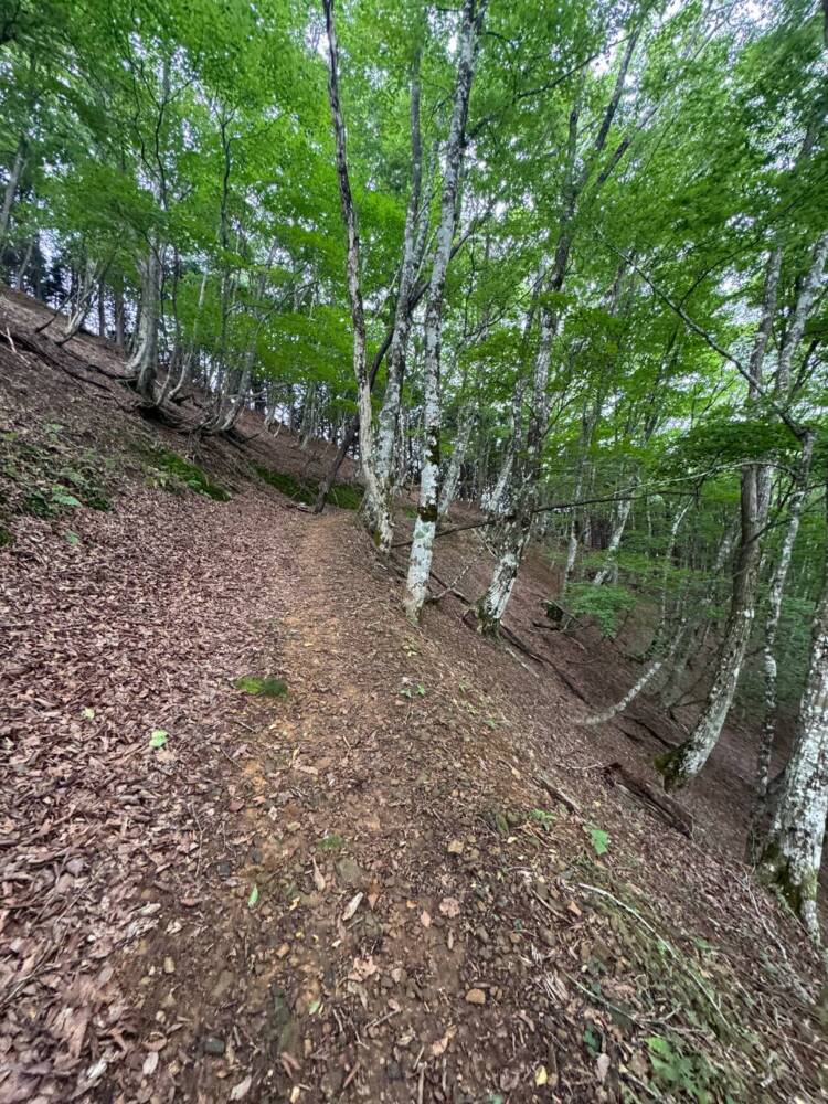 かつては密教の聖山として栄えた丹波高地の山 『長老ヶ岳』