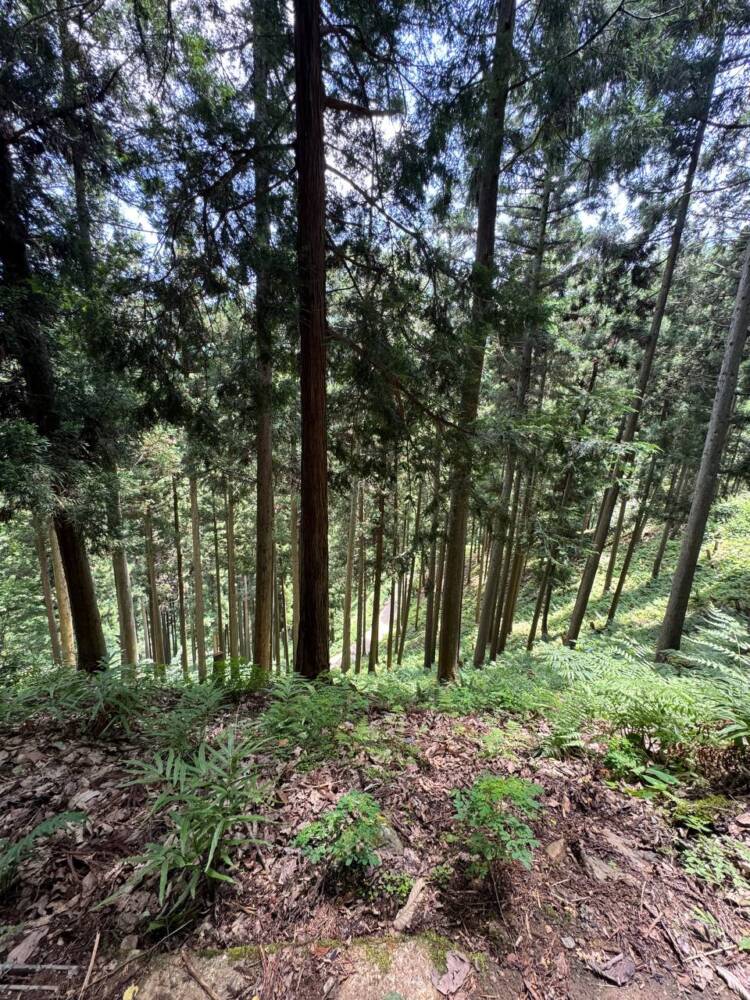かつては密教の聖山として栄えた丹波高地の山 『長老ヶ岳』