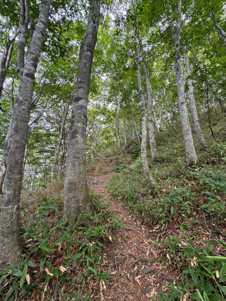 手つかずの大自然が残る山深く静かな山 『金糞岳』