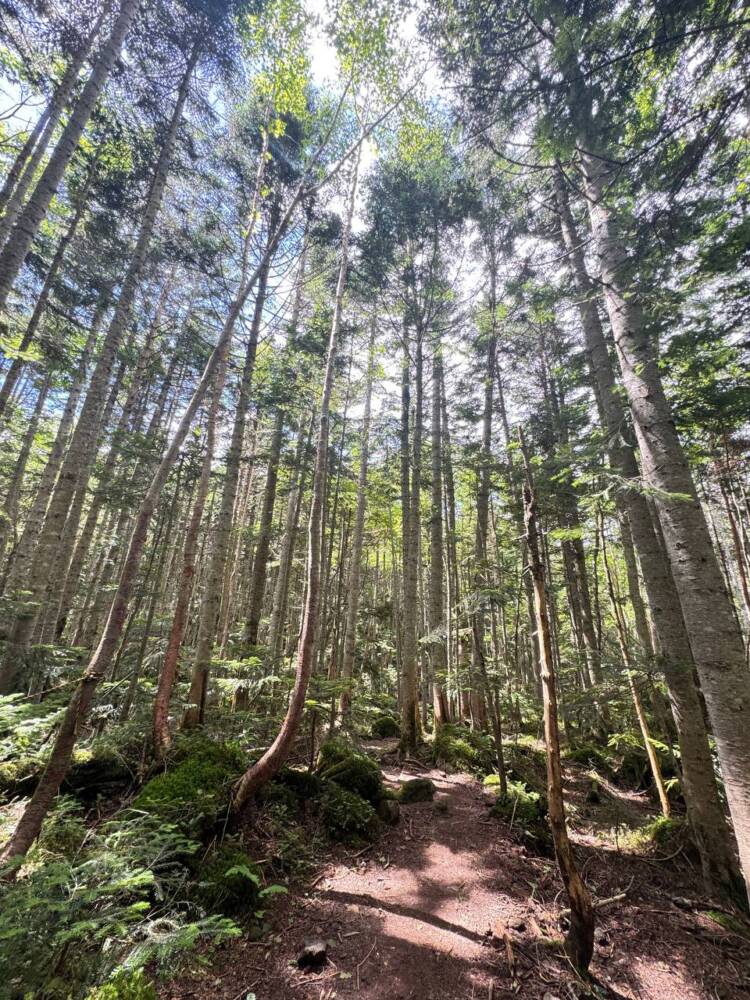山頂からの眺めは360度絶景で山や湖沼の景色が広がる『日光白根山』