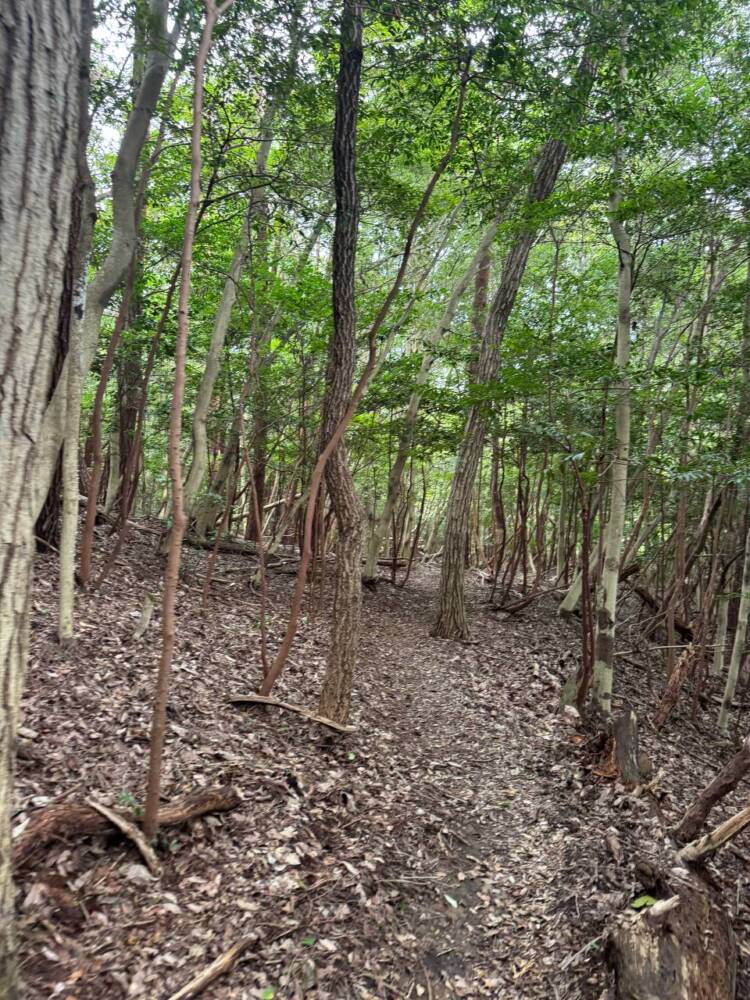 3つの山をお手軽に縦走登山が楽しめる人気の山『春日井三山』