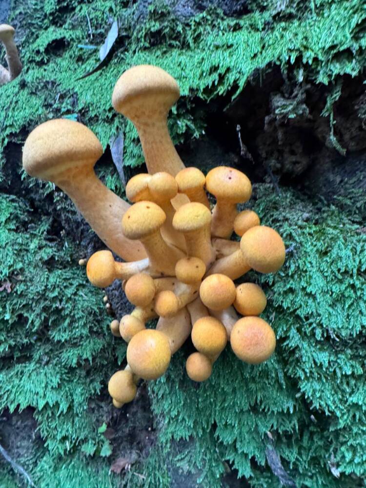 3つの山をお手軽に縦走登山が楽しめる人気の山『春日井三山』