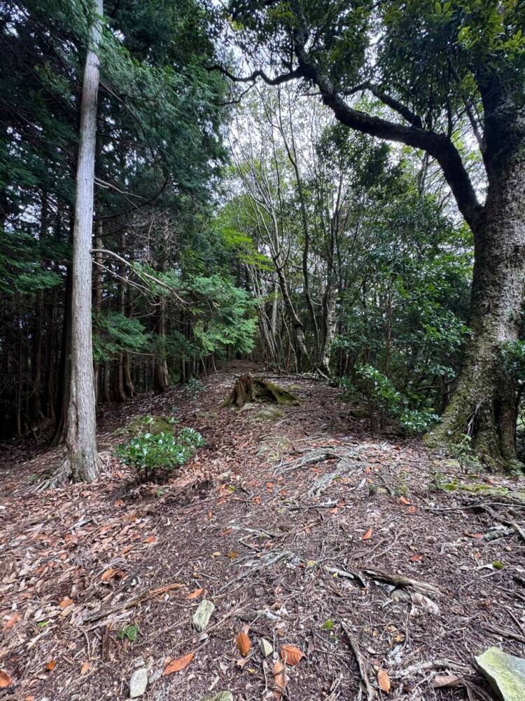 過去一番に精神的に辛かった登山になった『大塔山』