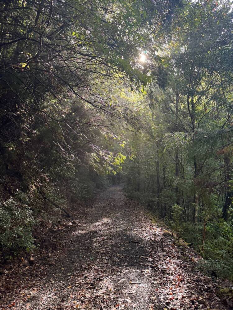 過去一番に精神的に辛かった登山になった『大塔山』