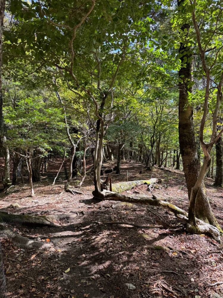 稜線の絶景広がる四国の名峰『三嶺』がとても美しかった