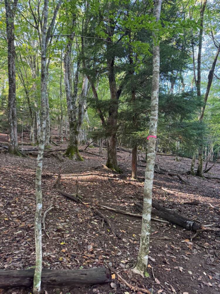 稜線の絶景広がる四国の名峰『三嶺』がとても美しかった