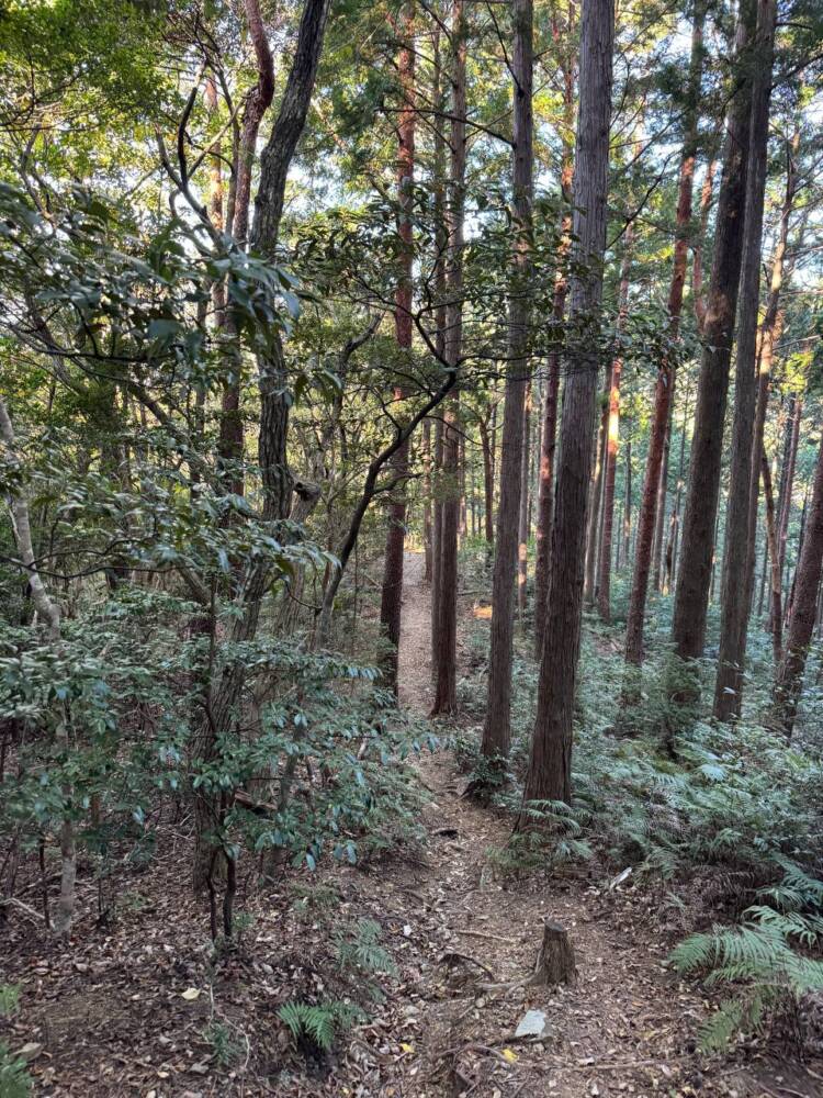 関西百名山ラストスパート!大峰奥駆道『五大尊岳』に挑んできました