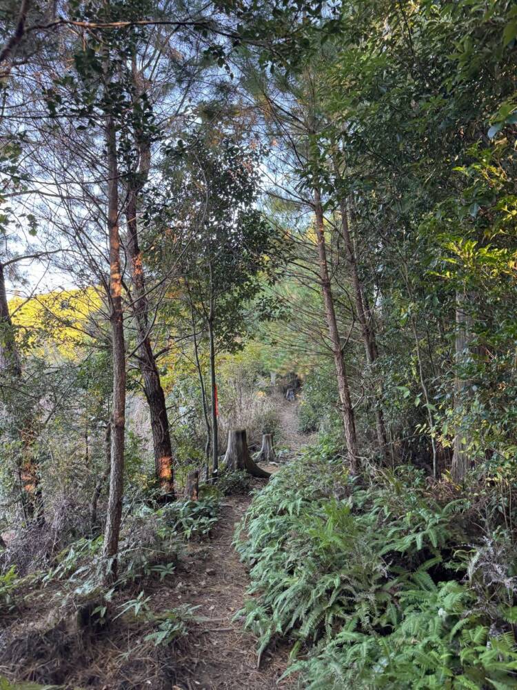 関西百名山ラストスパート!大峰奥駆道『五大尊岳』に挑んできました