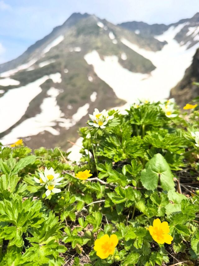 鳥海山のお花たち🌼美しい彩りでした！鳥海山を登っていて山を彩るお花たち！たくさんのきれいな花がいっぱいでした。ミヤマキンバエやハクサンイチゲ、ミエザクラなど普段は見れない花があちこちに😃景色も山もお花も美しい山でした！#鳥海山 #登山 #高山植物 #花の写真