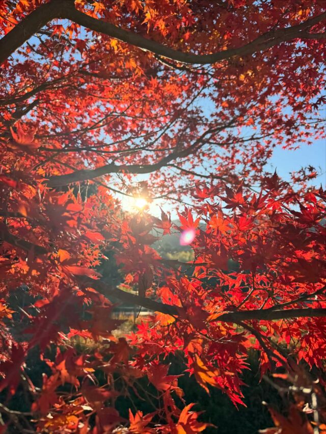 東海百名山、座談山😃登ってきます！  #登山 #山登り #座談山 #葦毛湿原 #東海百名山