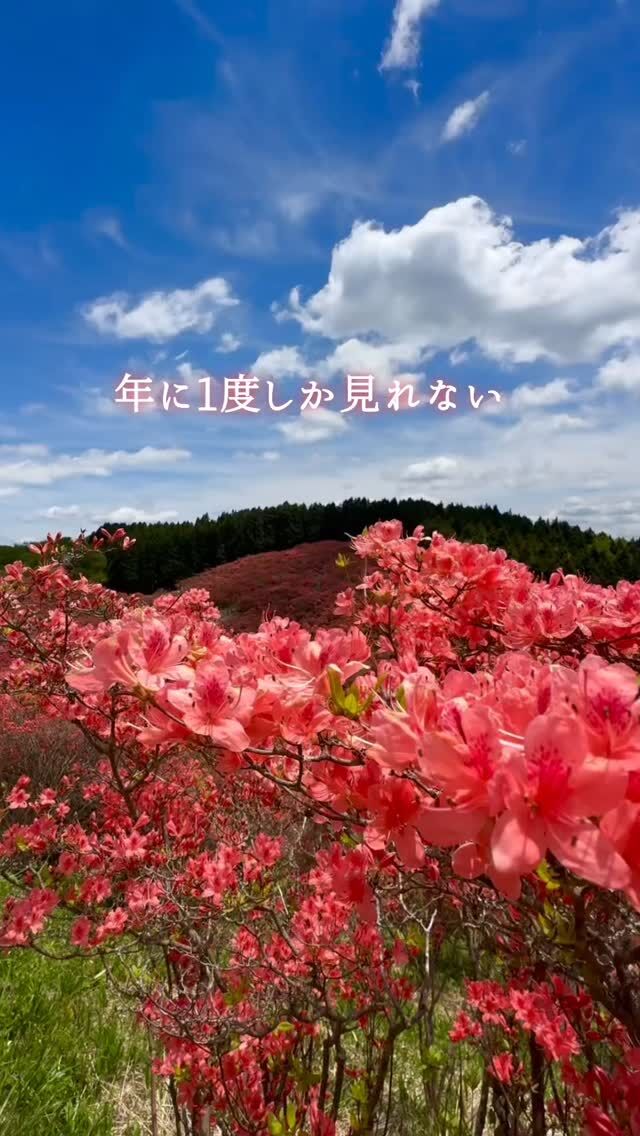 大和葛城山のツヅジを見に行きましたこの時期にだけ見れる一目百万本のツヅジ山頂は360度の絶景パノラマでした天狗谷から登りダイトレコースで下山楽しい登山になりました  #大和葛城山 #大和葛城山つつじ #葛城山 #登山 #絶景スポット