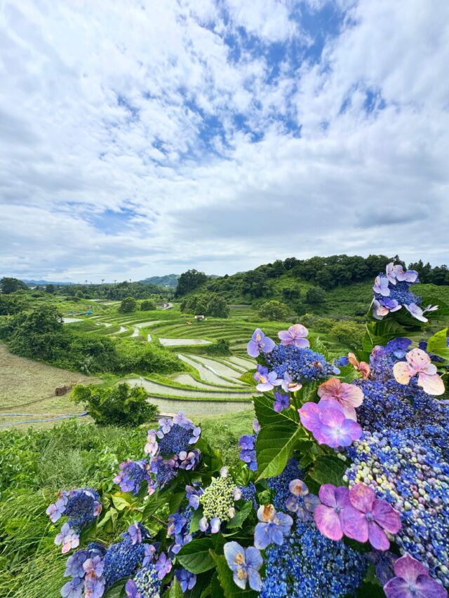 大阪府唯一の村・千早赤阪村に広がる「日本の棚田百選」の絶景。金剛山を望む段々の田んぼが、訪れる人の心をほどいてくれる⛰️  雨の週末は思い出の写真に浸ってます🤣  #千早赤阪村 #下赤阪の棚田 #棚田 #日本の棚田百選 #金剛山