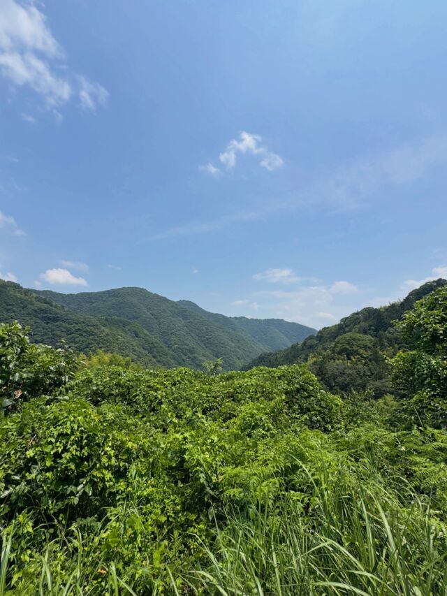 四国百名山😃大滝山！すごい道💦  #四国百名山 #登山 #大滝山 #お遍路