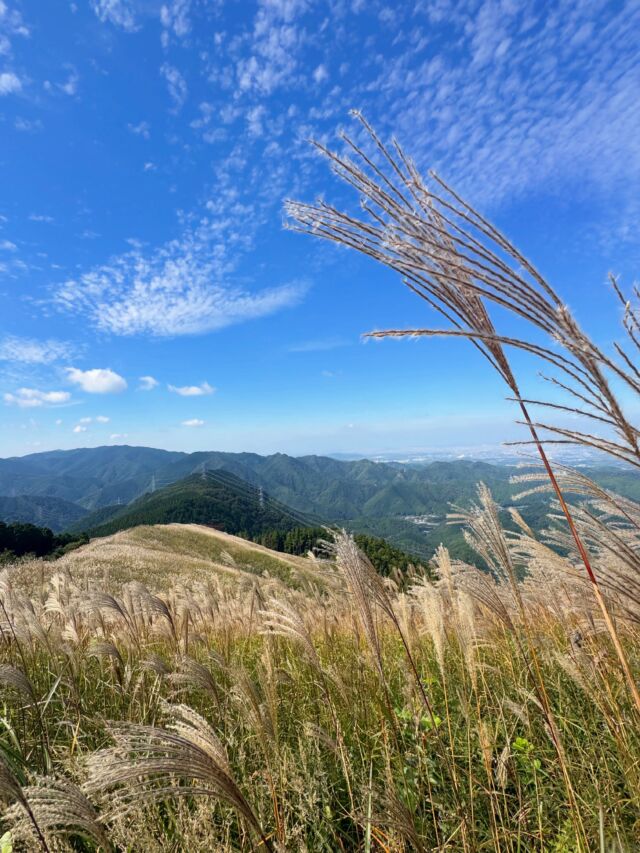 ススキの名所、岩湧山へ😃  半年ぶりに岩湧山へやってきました！そろそろかなーと思って登ってきましたが、まだ少し早い感じ？あと少しで全開な雰囲気でした  涼しくて気持ちよい山頂は多くの登山客で大賑わいでした😃  #岩湧山 #岩湧山ススキ #登山 #山登り #ススキ